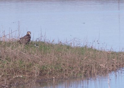 Whistler and Red-tailed Hawk - 