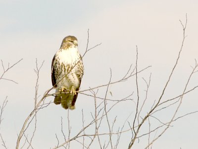 Immature Red-tailed Hawk attacks full grown Black-bellied Whistling Duck