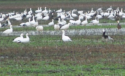 Rosss Goose - 2-4-2012 Blue Morph - Tunica Co. MS -