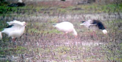 Rosss Goose - 2-4-2012 Blue Morph - Tunica Co. MS - 