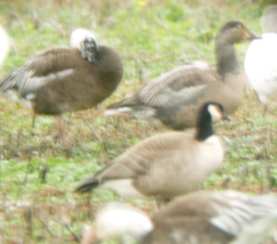 Cackling Goose - 2-4-2012 - Tunica Co. MS - Blue Goose question.
