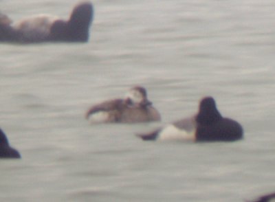 Long-tailed Duck - 2-4-2012 - female TVA Lake - Shelby Co. TN