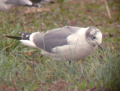 Franklins Gull - 2-5-2012 - Tunica Co. MS - molting