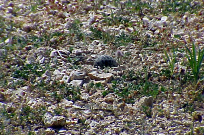 Killdeer single egg.