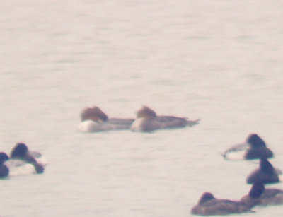 Common Merganser female adult - with female adult Red-breasted