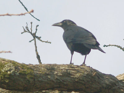 American Crow - 2-26-2012 - Bartlett TN.