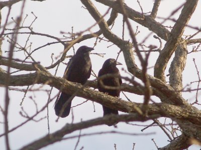 American Crow - 2-26-2012 - Bartlett TN pair.