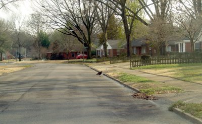 Turkey Vulture - 2-22-2012 - Midtown Memphis, TN.