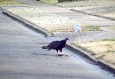 Turkey Vulture - 2-22-2012 - midtown on roadkill.