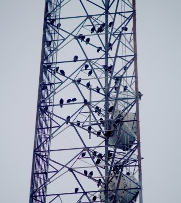 Vulture Roost - radio tower on South Third in Memphis, TN.