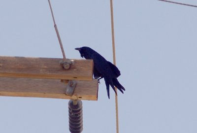 Fish Crow - 3-10-2012 - Memphis - diagnostic  throat ruff when calling.