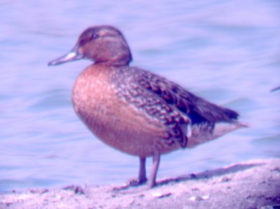 Green-winged Teal - 4-1-2012 - female - rufous color variant