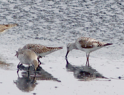 Lesser Yellowlegs - 4-7-2012 - partial abinisum - Ensley.