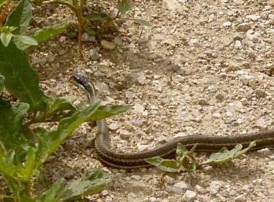 Garter Snake - 4-8-2012 - Ensley.