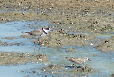 Semipalmated Plover - 4-15-2012 - Ensley.