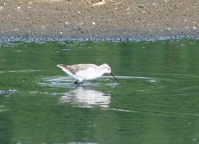 Wilsons Phalarope - 4-15-2012 - Ensley basic plumage small male.