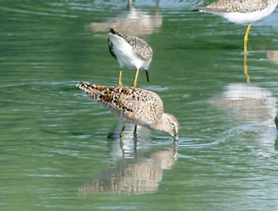 Long-billed Dowitcher - 4-15-2012 Ensley.