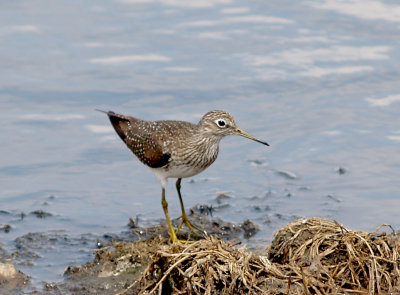 Solitary Sandpiper - 4-14-2012 - Ensley.