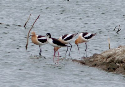 Avocet - 4-15-2012 - Ensley - making resident Black-neck feel bad.