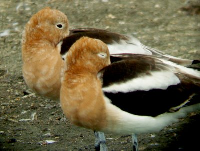 Avocet - 4-15-2012 - Ensley 2 of 3 napping.