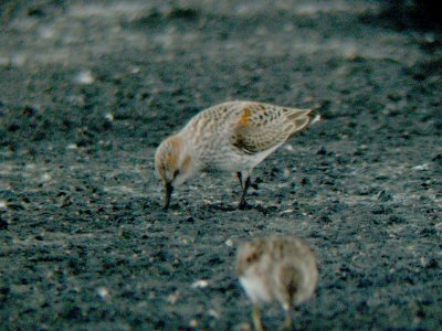 Western Sandpiper - 4-15-2012 - Ensley male.