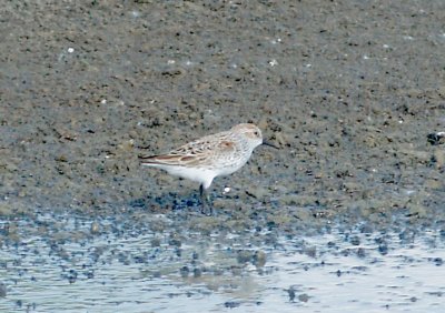 Western Sandpiper - 4-15-2012 - Ensley.