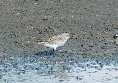 Western Sandpiper - 4-15-2012 - Ensley.