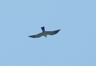 Mississippi Kite - 4-21-2012 - Eagle Lake.