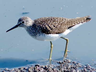 Solitary Sandpiper - 4-22-2012 - Ensley.