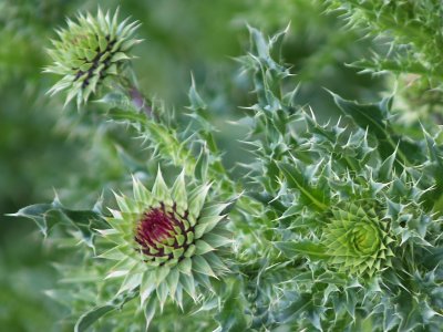 Thistle - 4-22-2012 - thorny proposition.