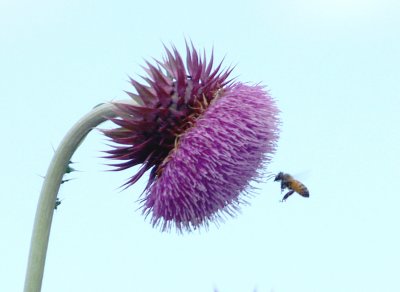 Thistle Bloom - 4-22-2012 - stickers and little stinger.