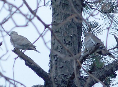 White-winged Dove - 5-12-2012 - Presidents Island with Eurasian -Collared Dove in Pine.jpg