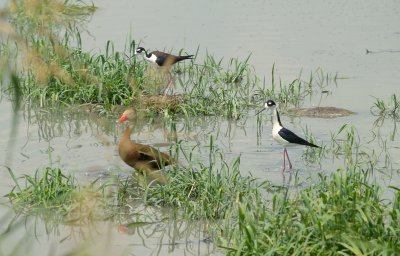Black-necked Stilt - 5-20-2012 - defending nest 