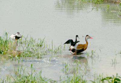 Black-necked Stilt - 5-20-2012 - defending nest 4.