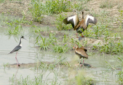 Black-necked Stilt - 5-20-2012 - defending nest 5.