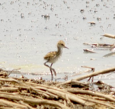 Black-necked Stilt - 5-20-2012 - day old youngster.