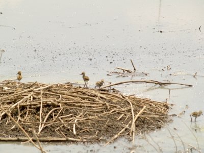 Black-necked Stilt - 5-20-2012 - 4 - 1 day old chicks.