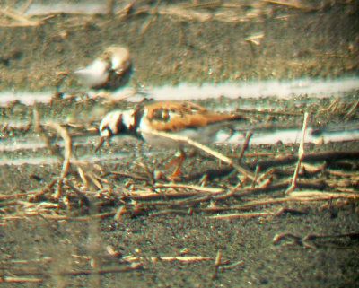 Ruddy Turnstone - 5-26-2012 West TN 1 of 5 this week.