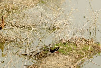 Black-necked Stilt - 5-27-2012 - with B-b Whistler and Mallard brood.