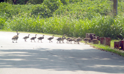 Canada Goose - 5-26-2012 - huge brood 14 youngsters.