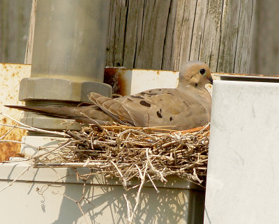Mourning Dove - 5-26-2012 - Ensley nest - 3rd set of eggs in 2 months.