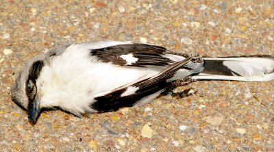 Loggerhead Shrike - 5-26-2012 - road kill.