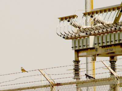 Western Kingbird - 5-27-2012  Favorite Nesting Habitat.