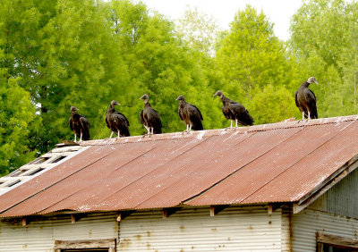 Black Vulture - 5-28-2012 - Reelfoot - Black Bayou - carp committee.