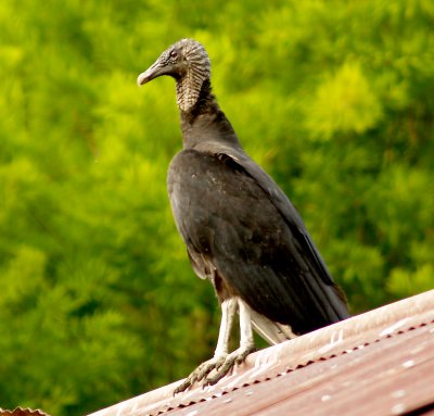 Black Vulture - 5-28-2012 - Reelfoot - Black Bayou Lake Co. TN.