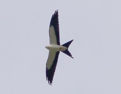 Swallow-tailed Kite - 8-4-2012 -  RD Slaughterhouse - Colledge Station and Highway 127