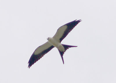 Swallow-tailed Kite - 8-4-2012 - Sky Dancer.
