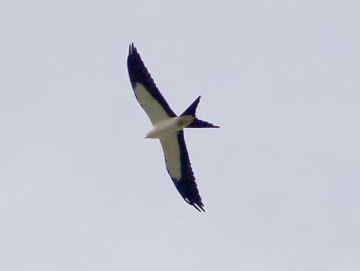 Swallow-tailed Kite - 8-4-2012 - 1 of 7 south of Pikeville TN.