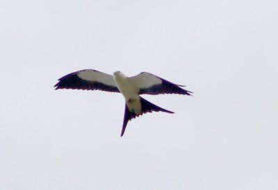 Swallow-tailed Kite - 8-4-2012 - 
