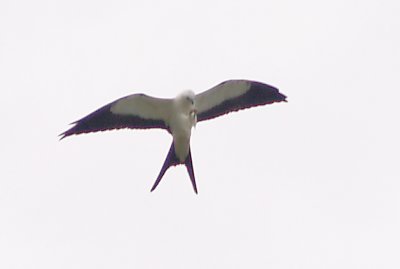  East TN Swallow-tailed Kites